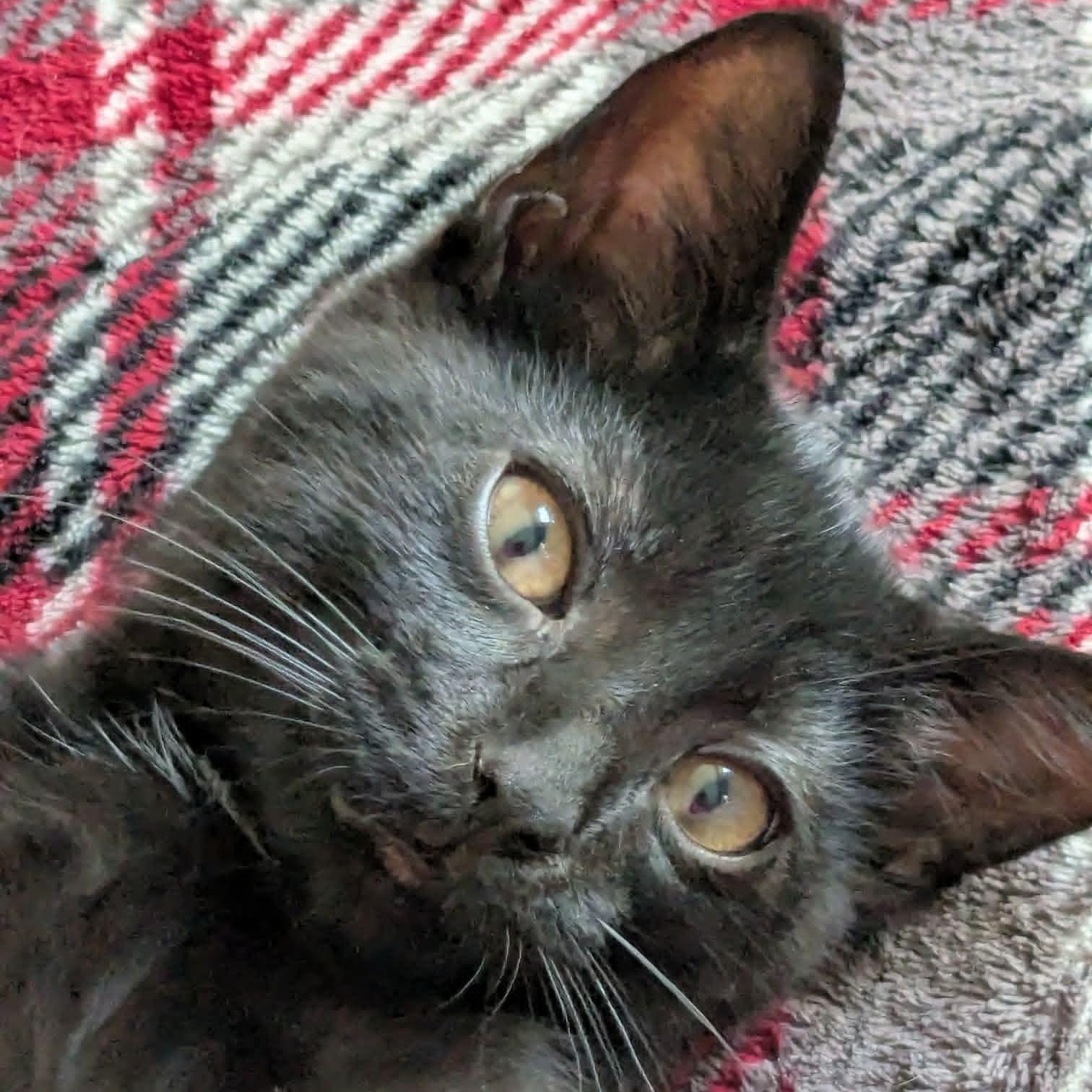 Enlarge Cinder, a Adoptable Domestic Short Hair in Kentwood, MI image 4/6