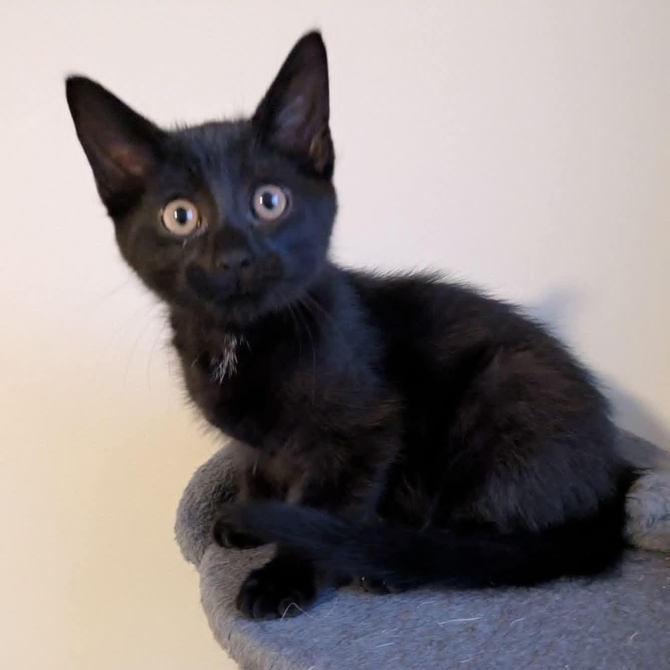 Cinder, Adoptable, Kitten Male Domestic Short Hair.
