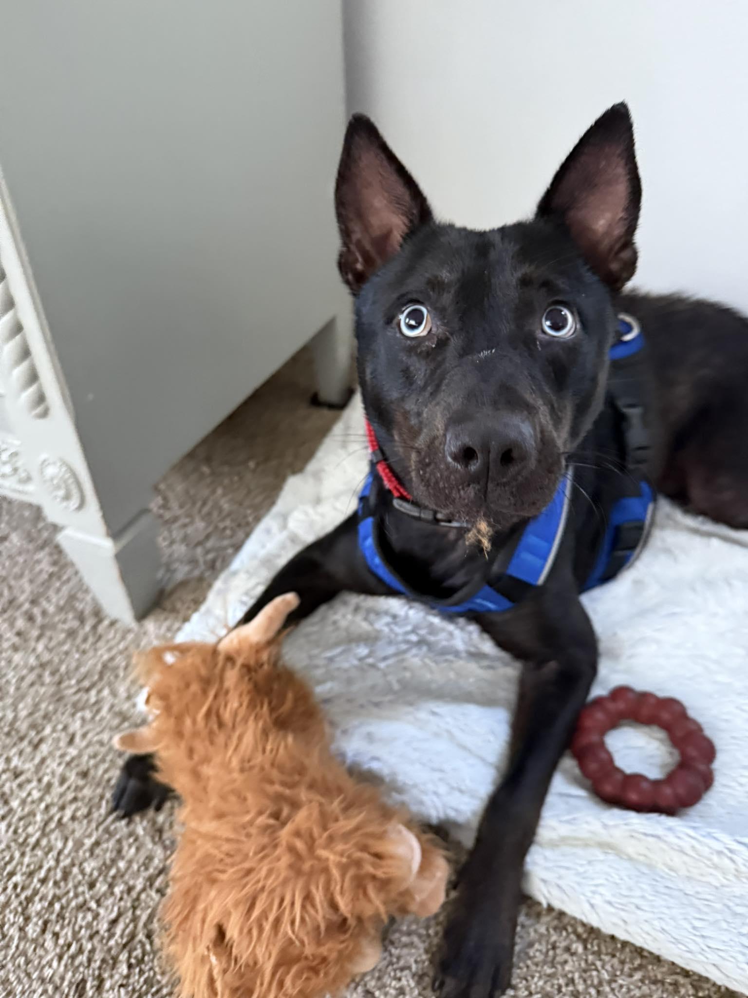 Enlarge Apollo, an adopted Siberian Husky in Palm Bay, FL image 1/6