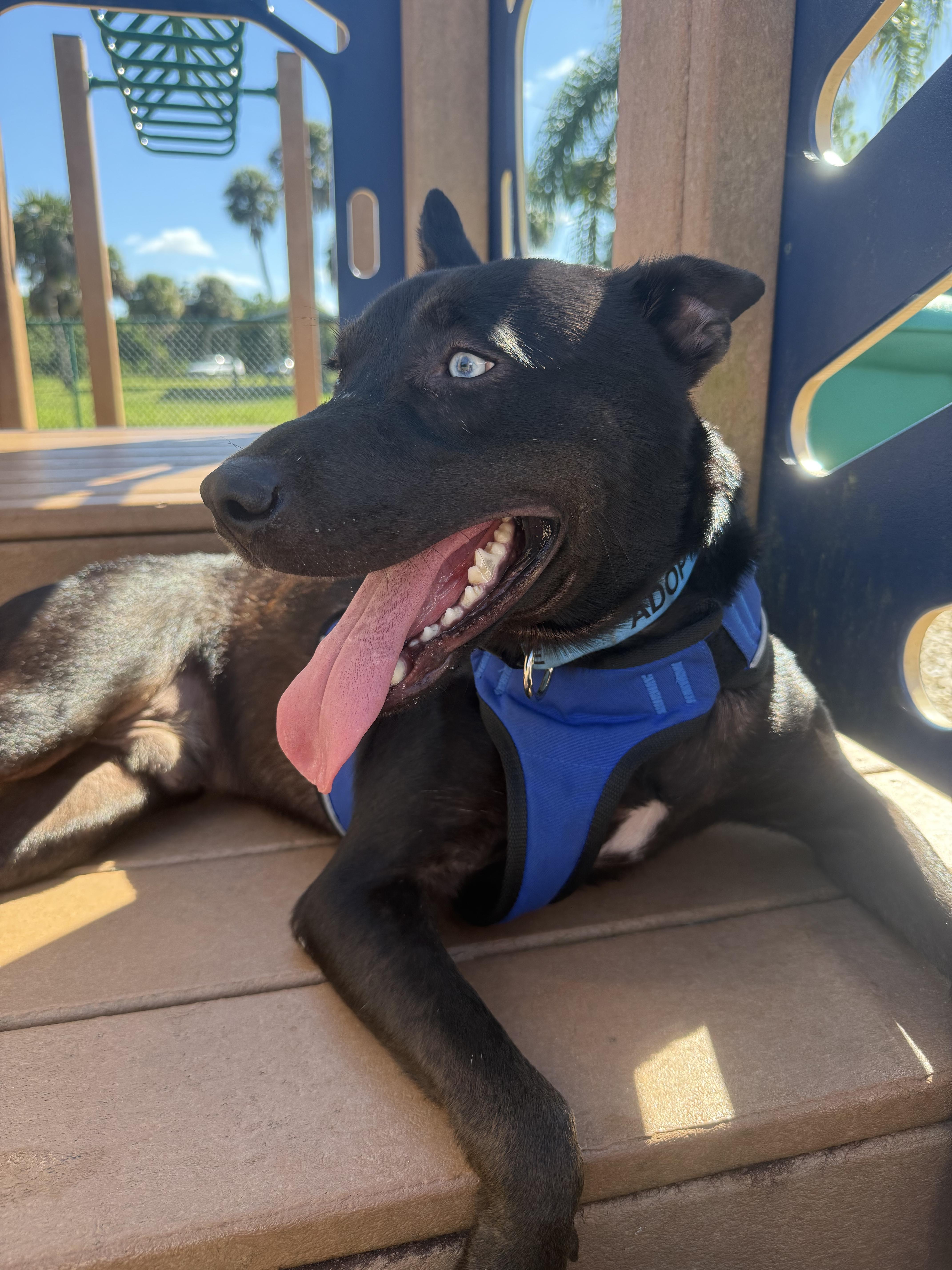 Enlarge Apollo, an adopted Siberian Husky in Palm Bay, FL image 2/6