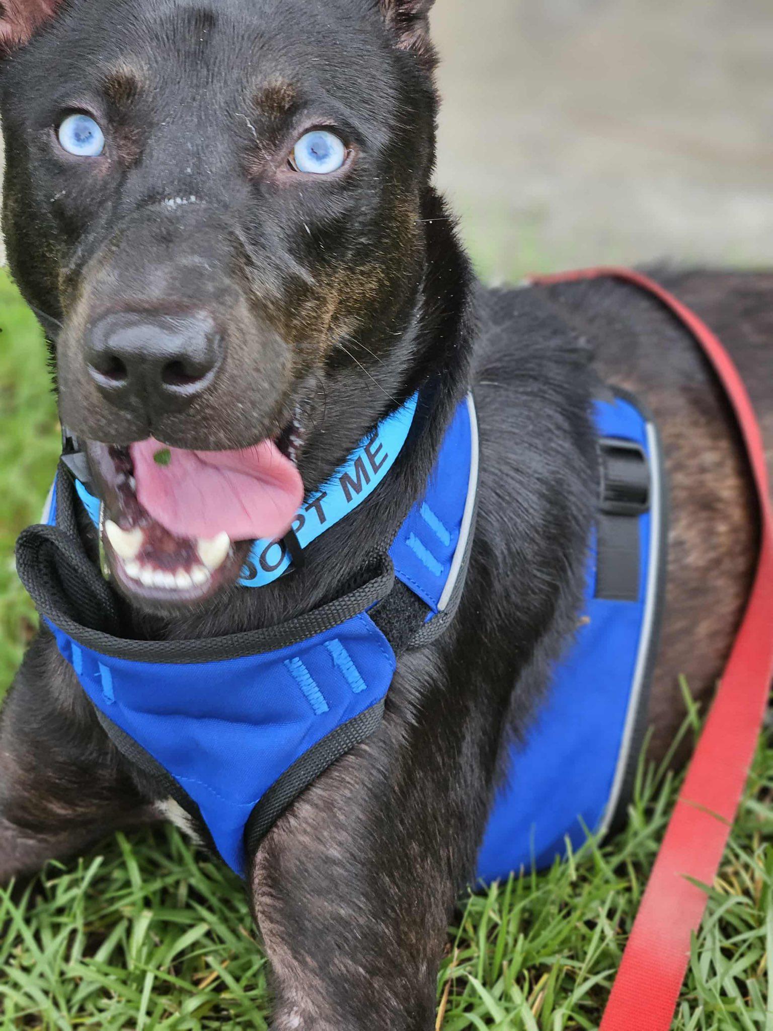 Enlarge Apollo, an adopted Siberian Husky in Palm Bay, FL image 3/6