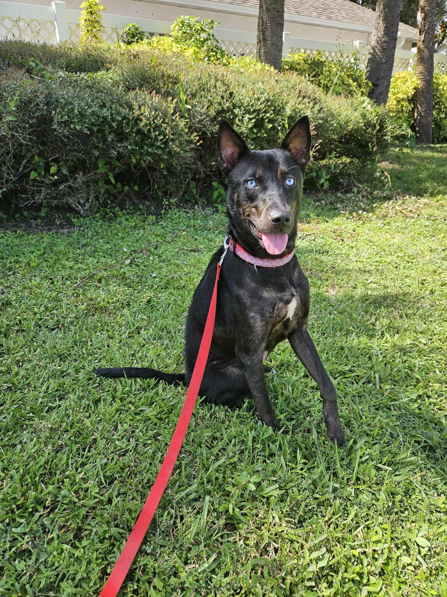 Enlarge Apollo, an adopted Siberian Husky in Palm Bay, FL image 5/6