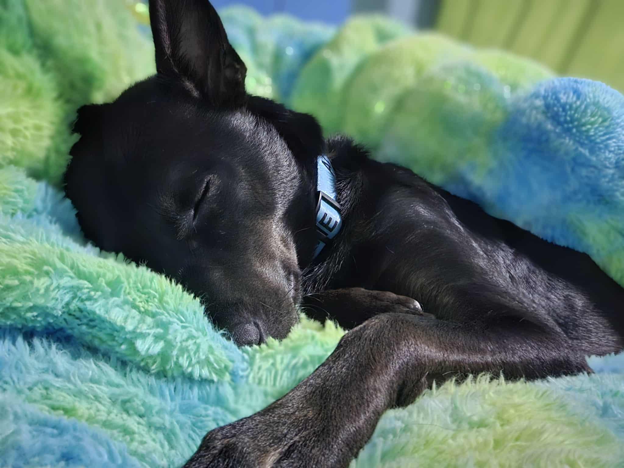 Enlarge Apollo, an adopted Siberian Husky in Palm Bay, FL image 6/6