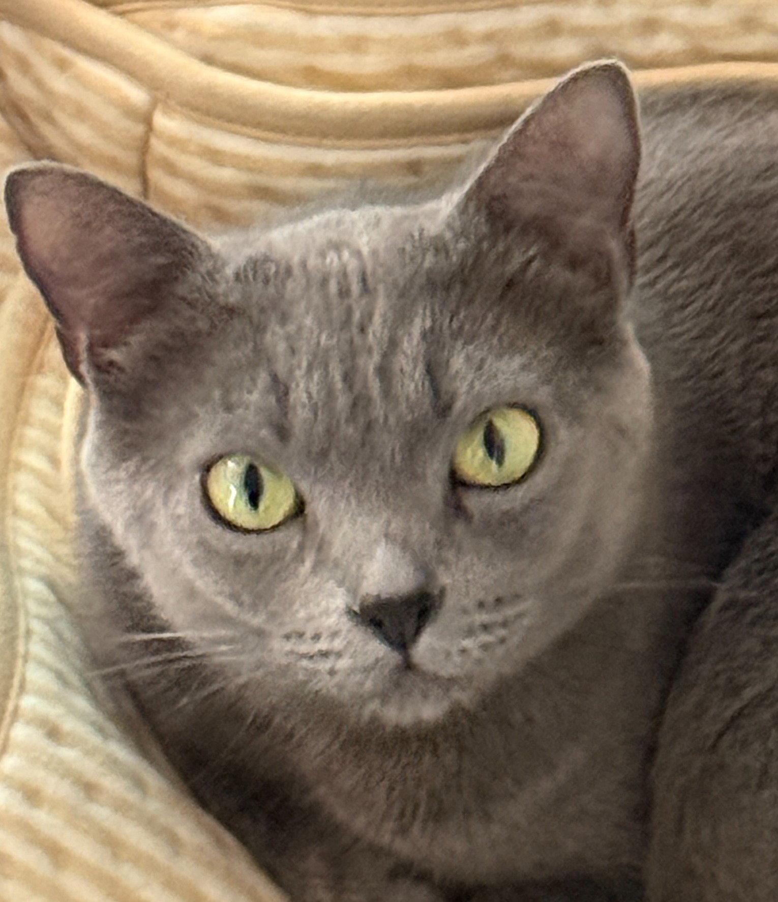 Enlarge Nelly, a Adoptable mixed breed in San Jose, CA image 2/3