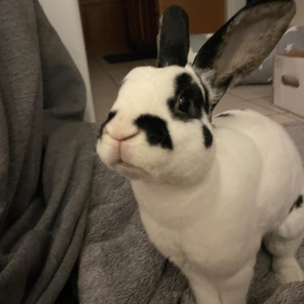 Ricochet, a Adoptable Mini Rex in Westford, MA image 1/6