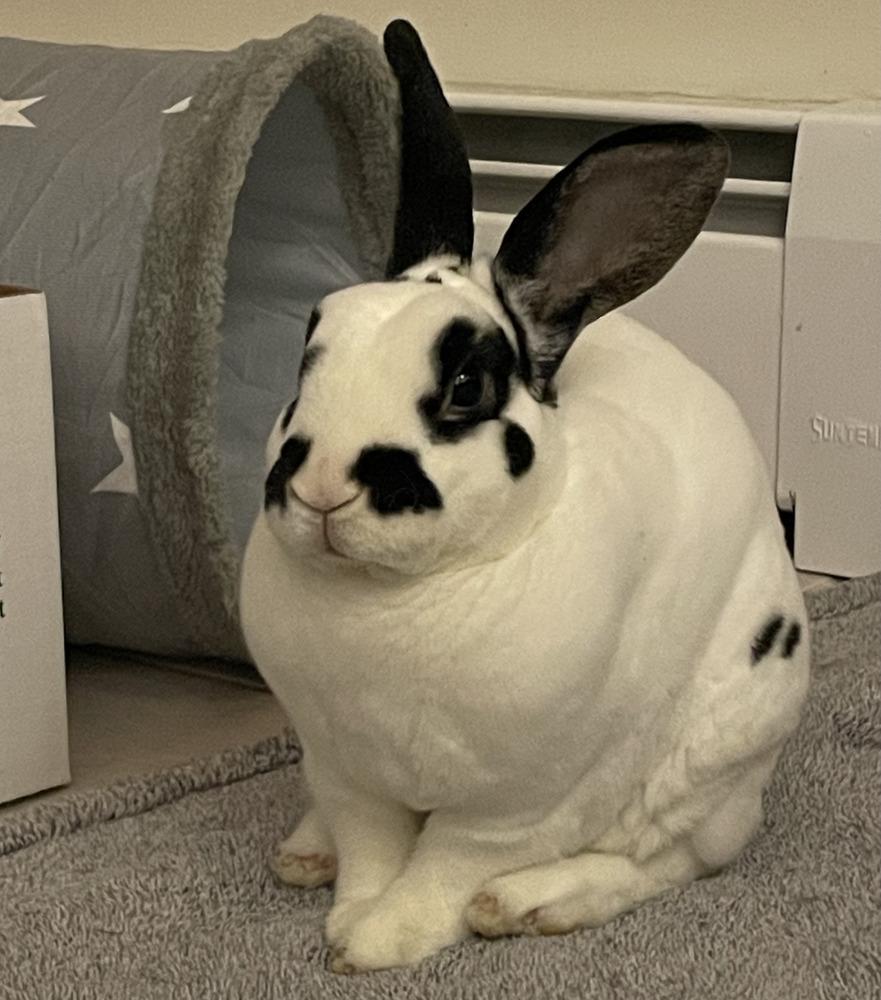 Ricochet, a Adoptable Mini Rex in Westford, MA image 2/6