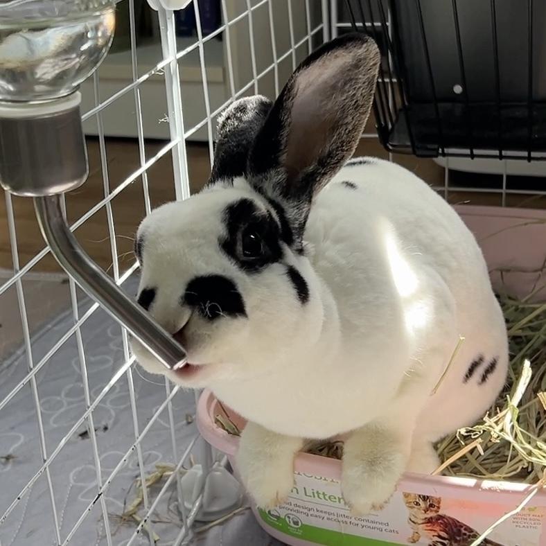 Ricochet, a Adoptable Mini Rex in Westford, MA image 3/6