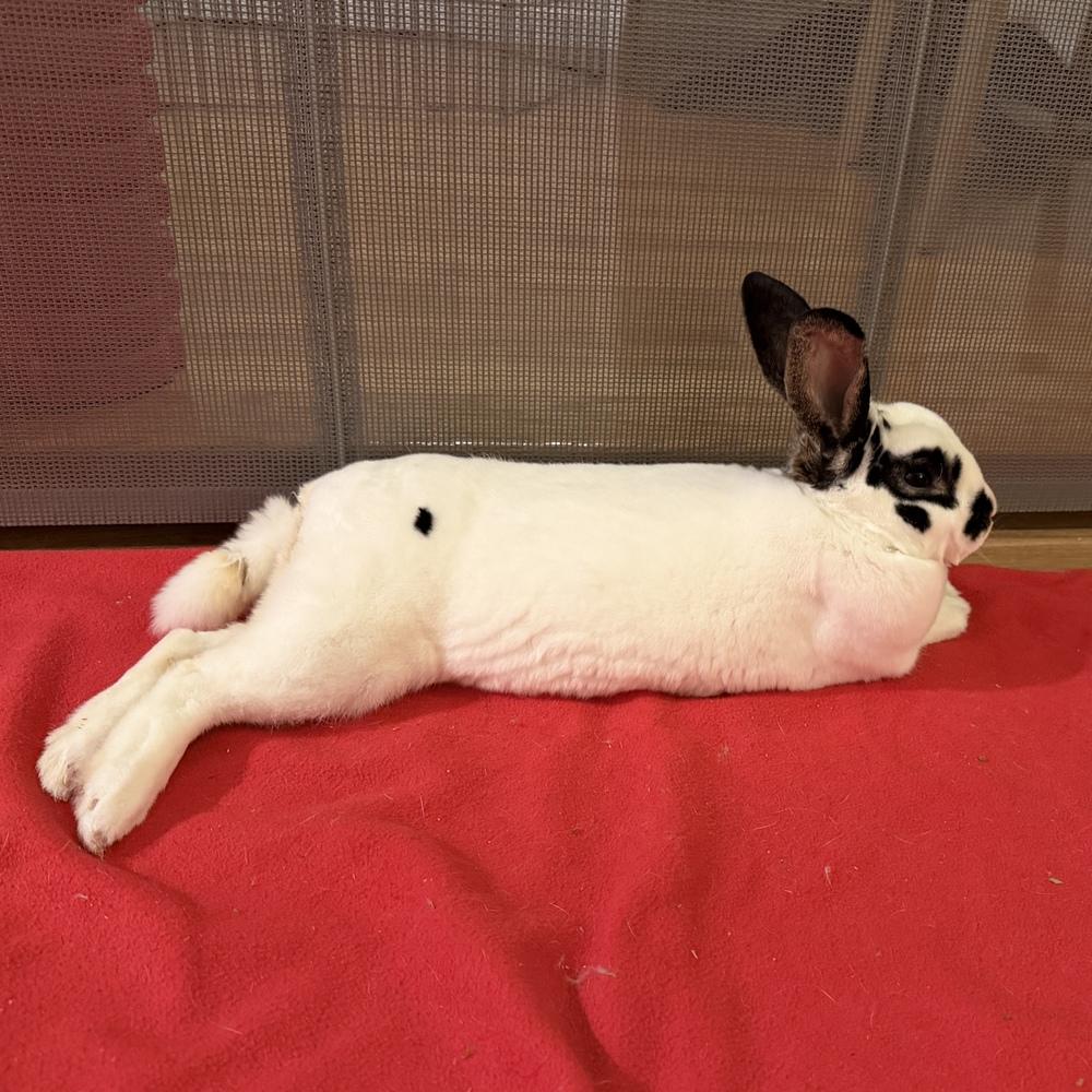 Ricochet, a Adoptable Mini Rex in Westford, MA image 4/6