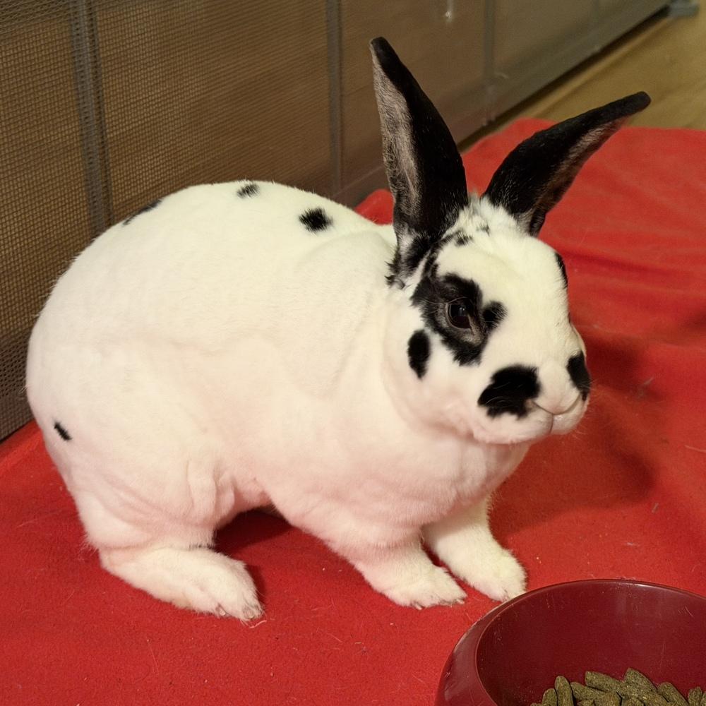 Ricochet, a Adoptable Mini Rex in Westford, MA image 5/6