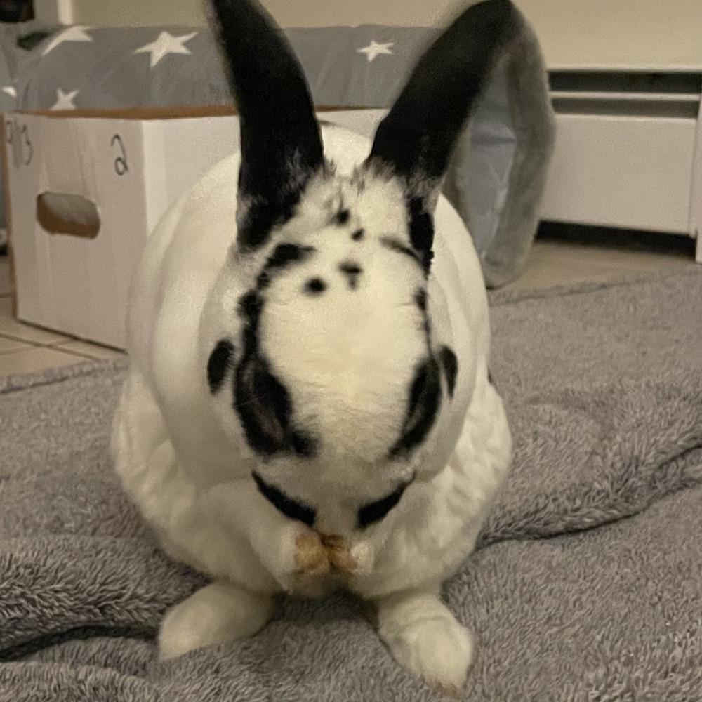 Ricochet, a Adoptable Mini Rex in Westford, MA image 6/6