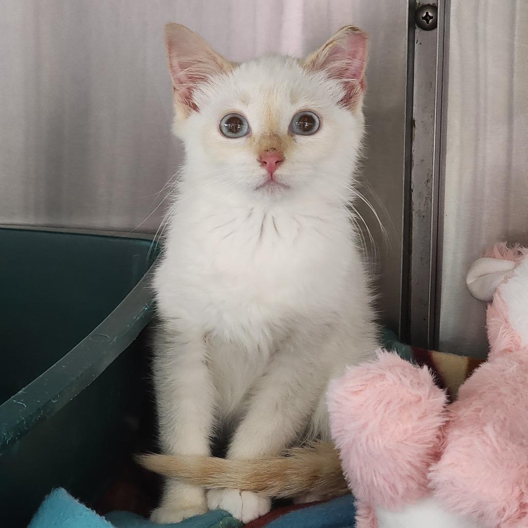 Snowy, Adoptable, Kitten Male Domestic Short Hair.