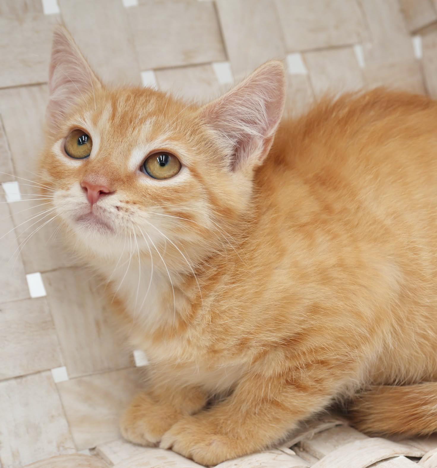 Garter is simply the GREATEST!  So pretty!  RARE ORANGE FEMALE