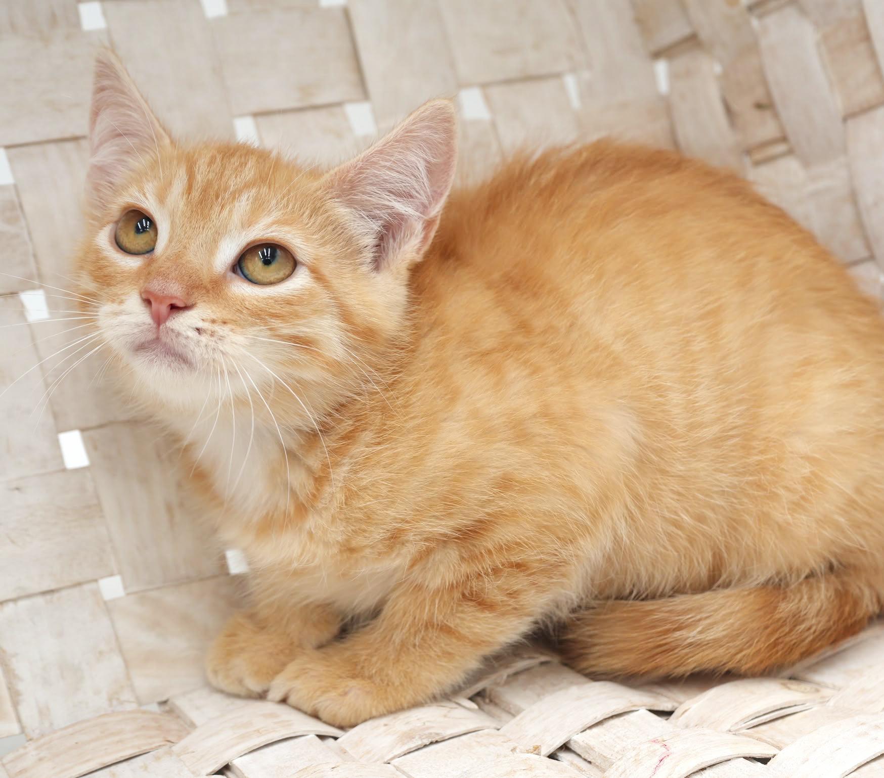 Garter is simply the GREATEST!  So pretty!  RARE ORANGE FEMALE