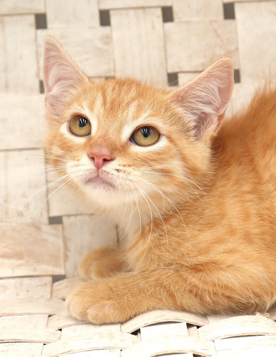 Garter is simply the GREATEST!  So pretty!  RARE ORANGE FEMALE