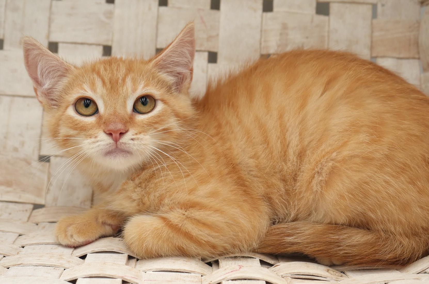 Garter is simply the GREATEST!  So pretty!  RARE ORANGE FEMALE