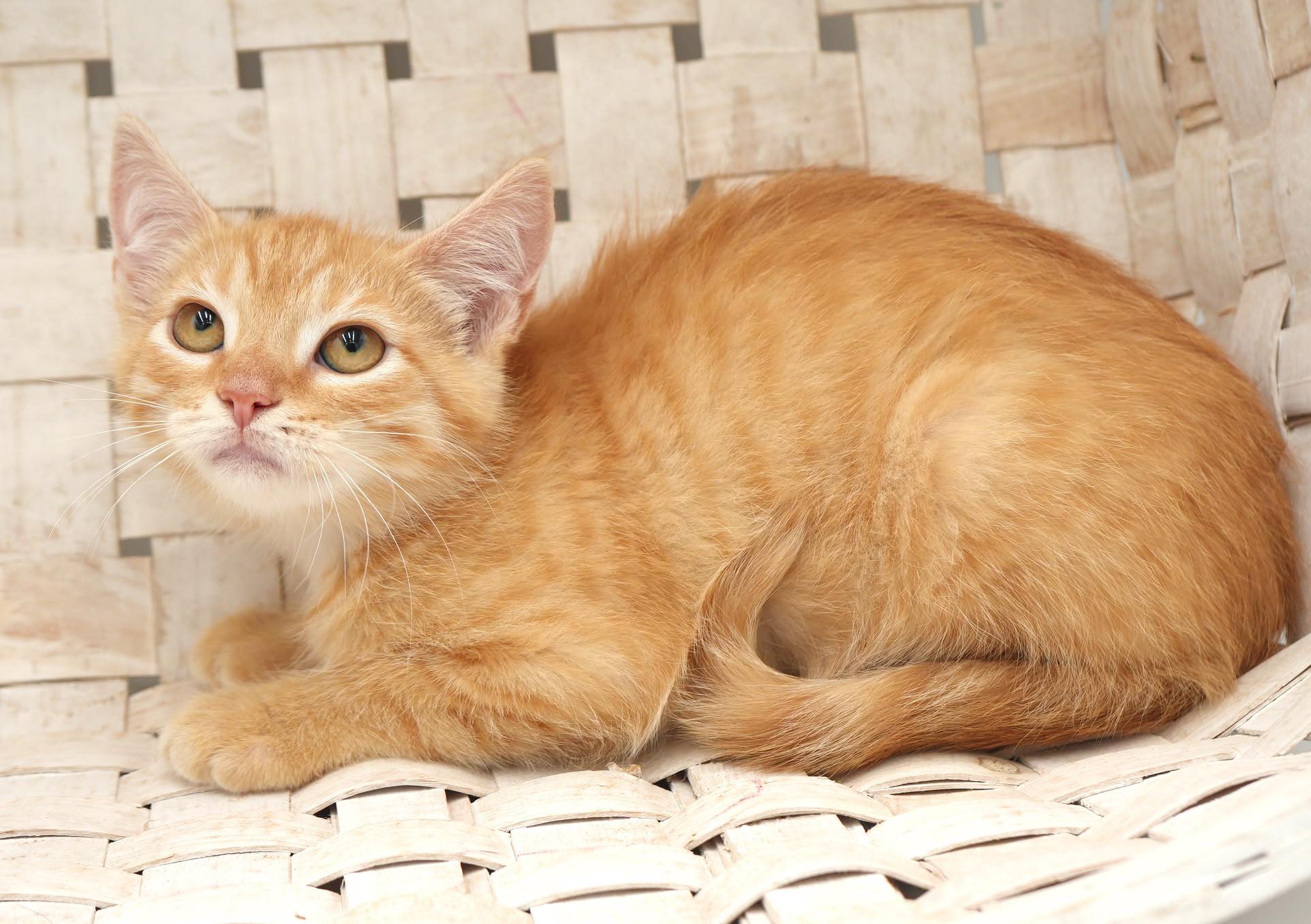 Garter is simply the GREATEST!  So pretty!  RARE ORANGE FEMALE
