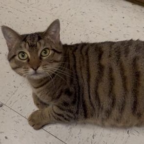 Enlarge Gertie, a ADOPTABLE mixed breed in Richmond, VA image 4/4