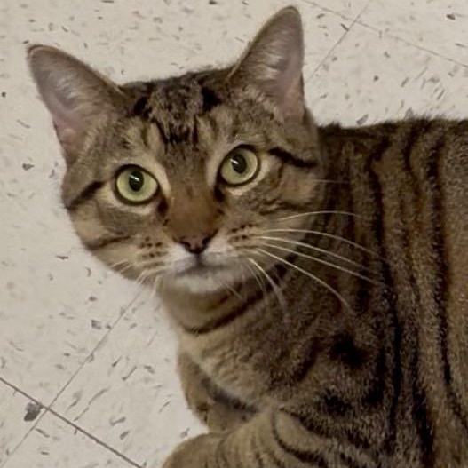 Enlarge Gertie, a ADOPTABLE mixed breed in Richmond, VA image 1/4