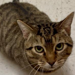 Enlarge Gertie, a ADOPTABLE mixed breed in Richmond, VA image 3/4