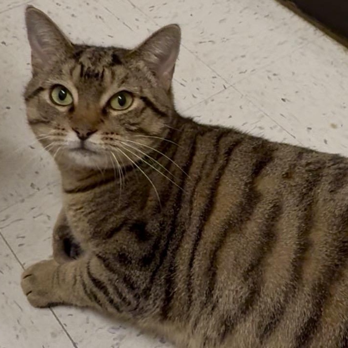 Enlarge Gertie, a ADOPTABLE mixed breed in Richmond, VA image 2/4