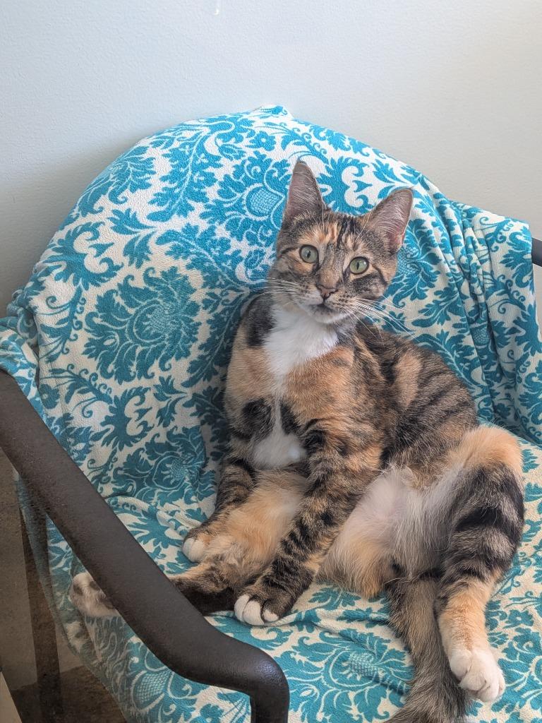 Izzy, Adoptable, Young Female Domestic Short Hair.