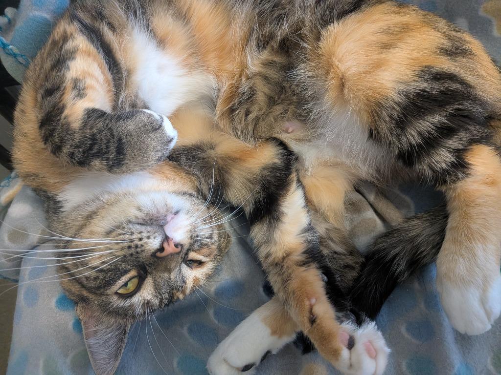 Izzy, Adoptable, Young Female Domestic Short Hair.