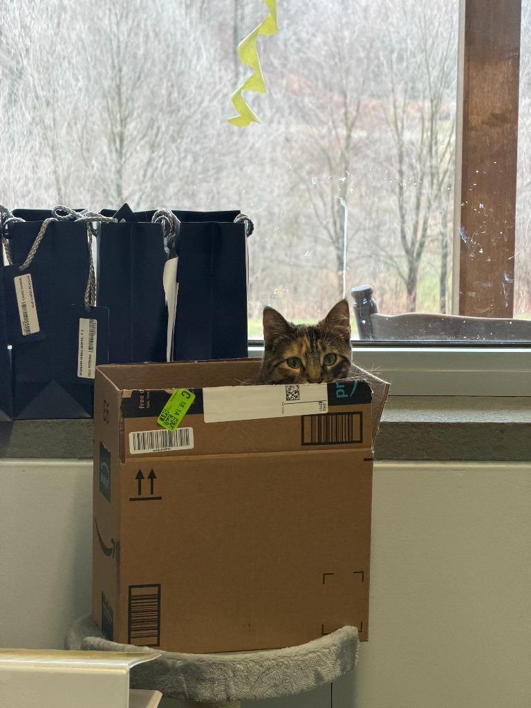 Enlarge Izzy, a Adoptable mixed breed in Hyde Park, NY image 3/3