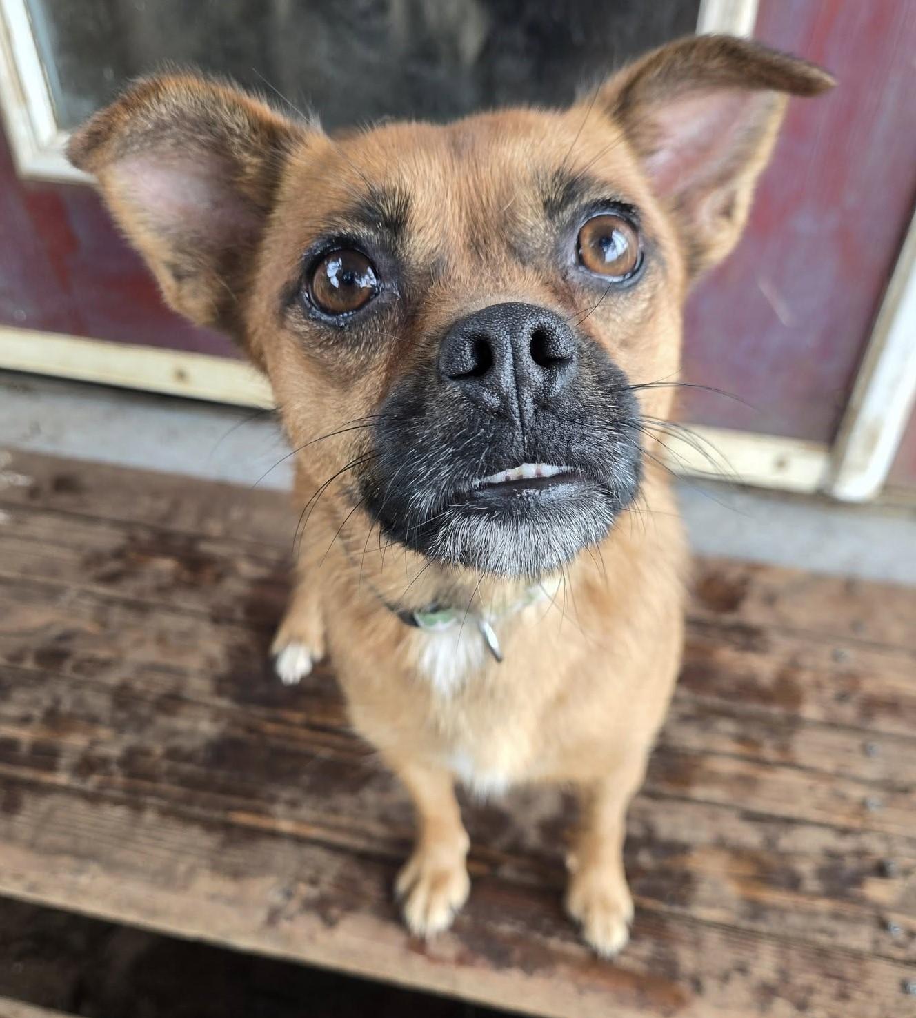 Willow, Adoptable, Adult Female Terrier.