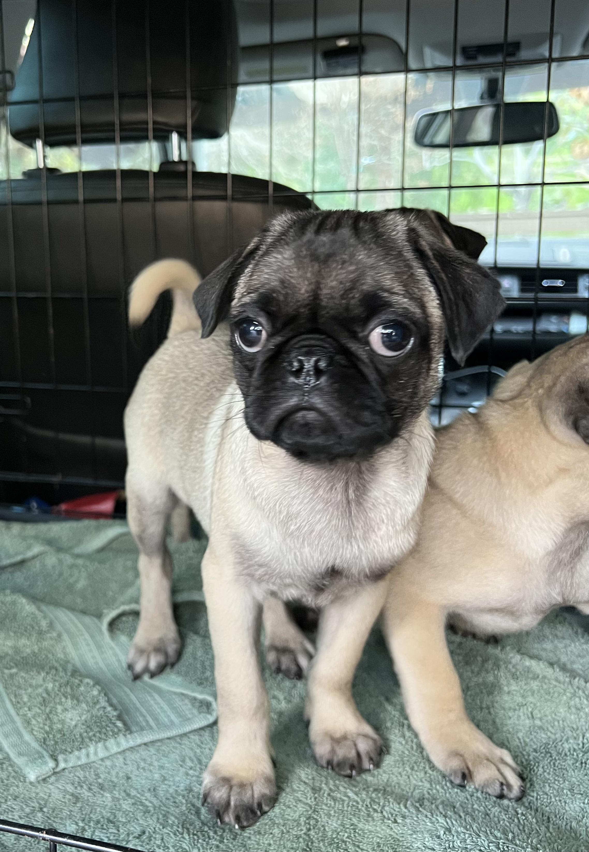 Snap, adopted, Puppy Female Pug.