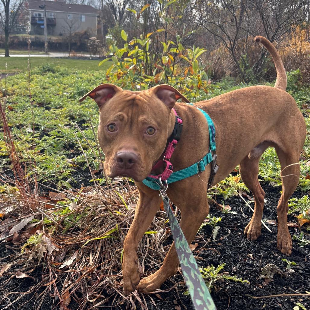 Edward, Adoptable, Young Male Mixed Breed.
