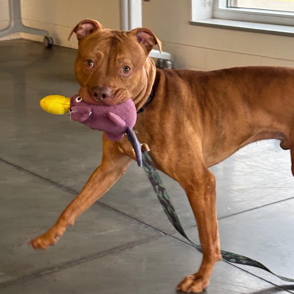 Enlarge Edward, a Adoptable Mixed Breed in Pittsburgh, PA image 2/6