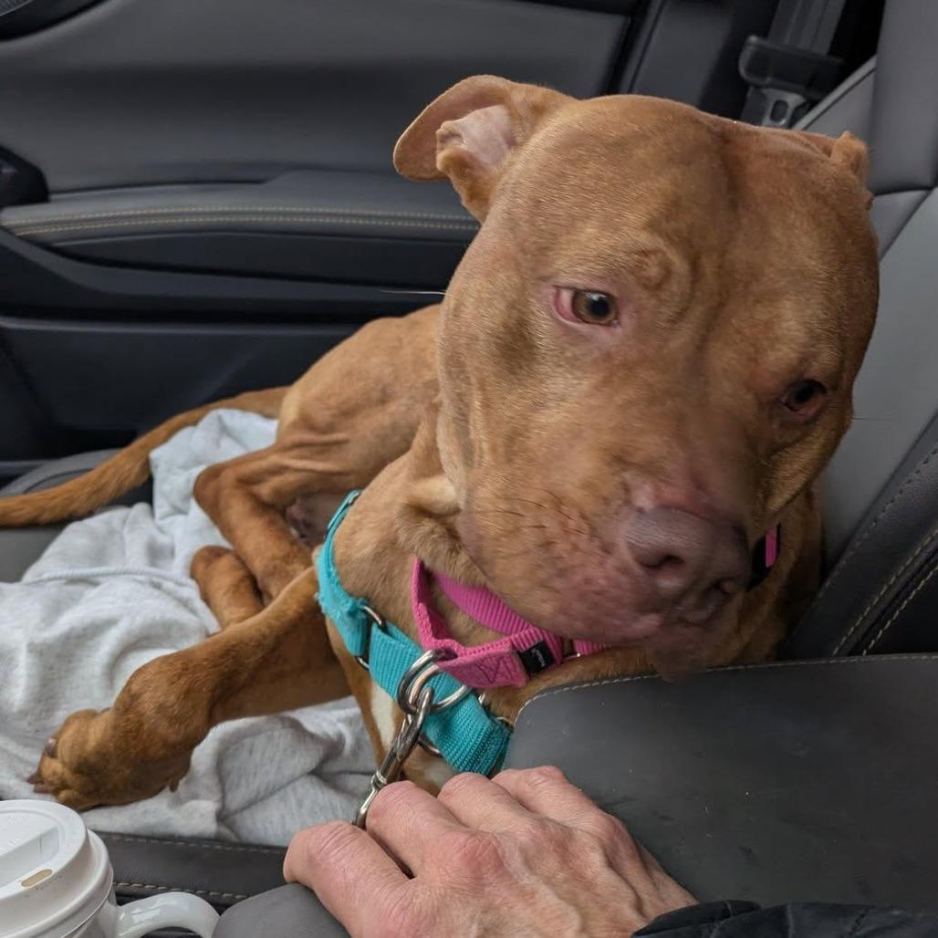 Enlarge Edward, a Adoptable Mixed Breed in Pittsburgh, PA image 3/6