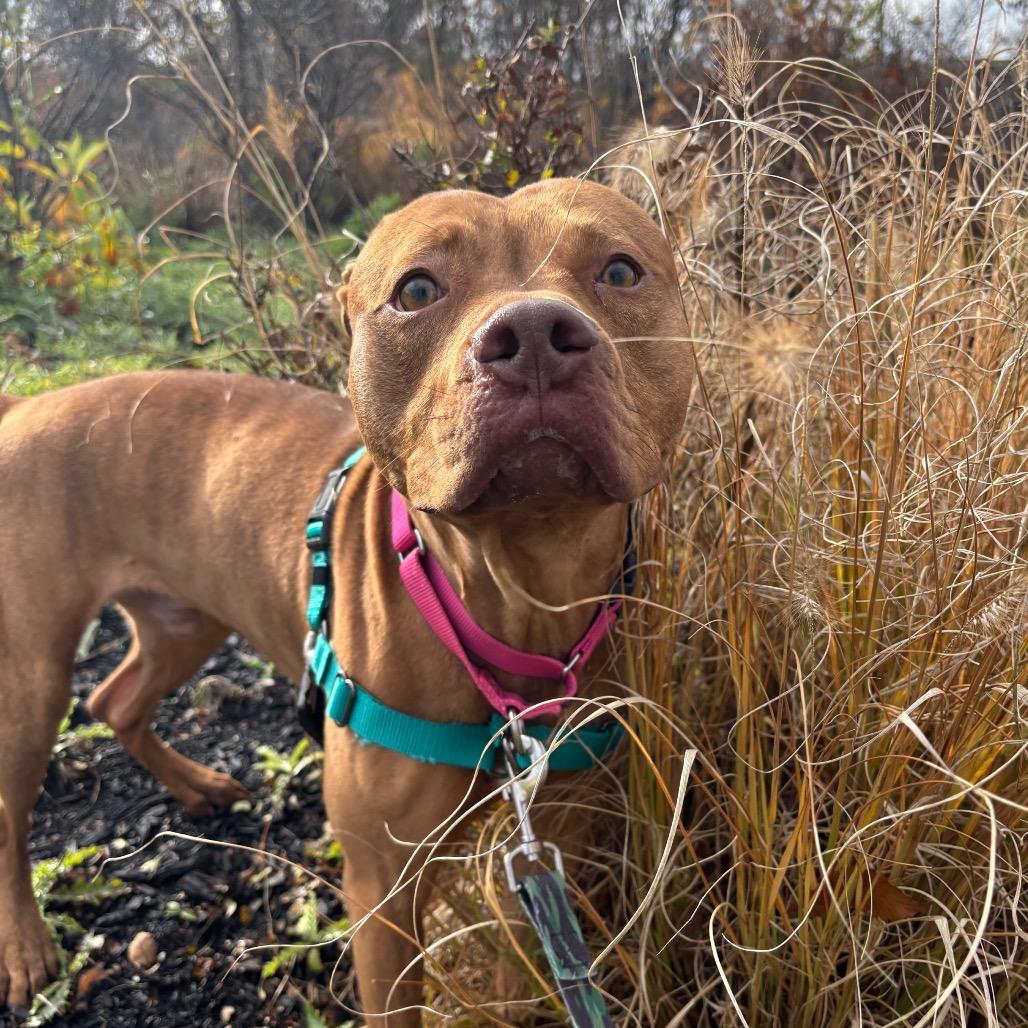 Enlarge Edward, a Adoptable Mixed Breed in Pittsburgh, PA image 5/6