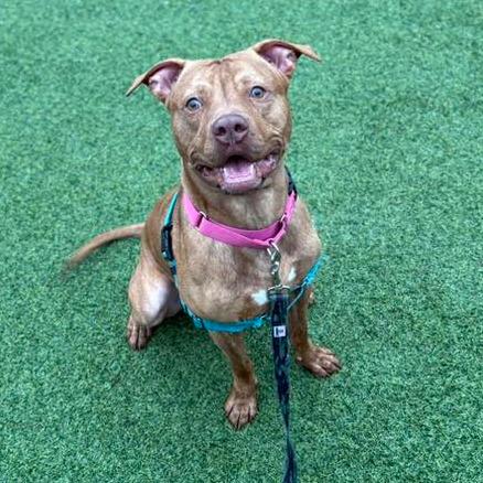 Enlarge Edward, a Adoptable Mixed Breed in Pittsburgh, PA image 6/6