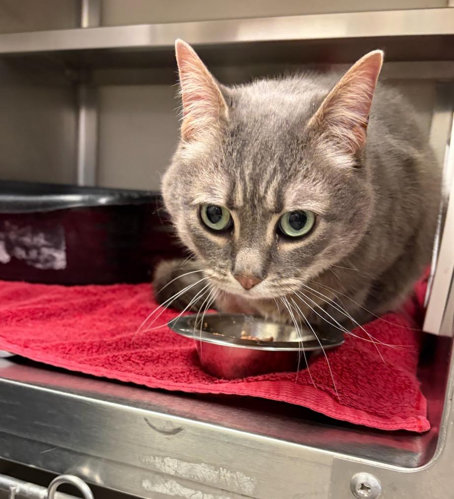 Lily, Adopted, Adult Female Domestic Short Hair.