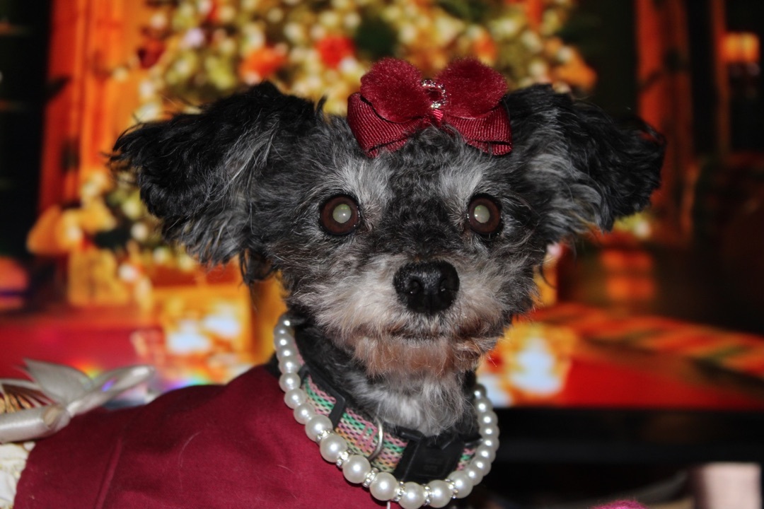 Muffin, Adoptable, Senior Female Poodle.