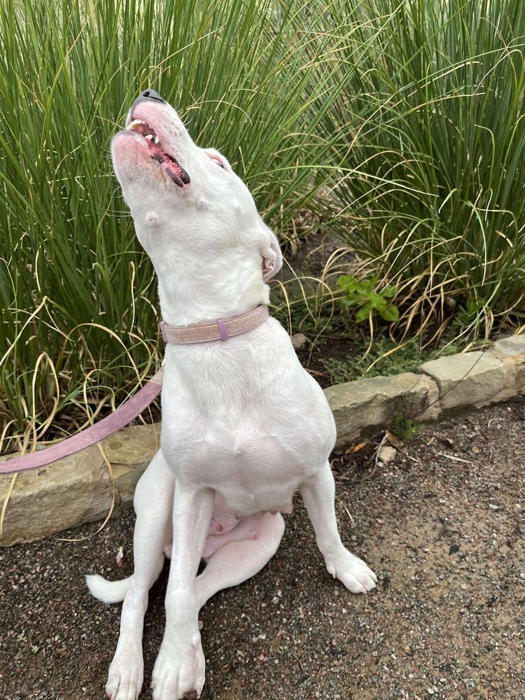Enlarge Libby, a Adoptable mixed breed in Shawnee, OK image 1/6