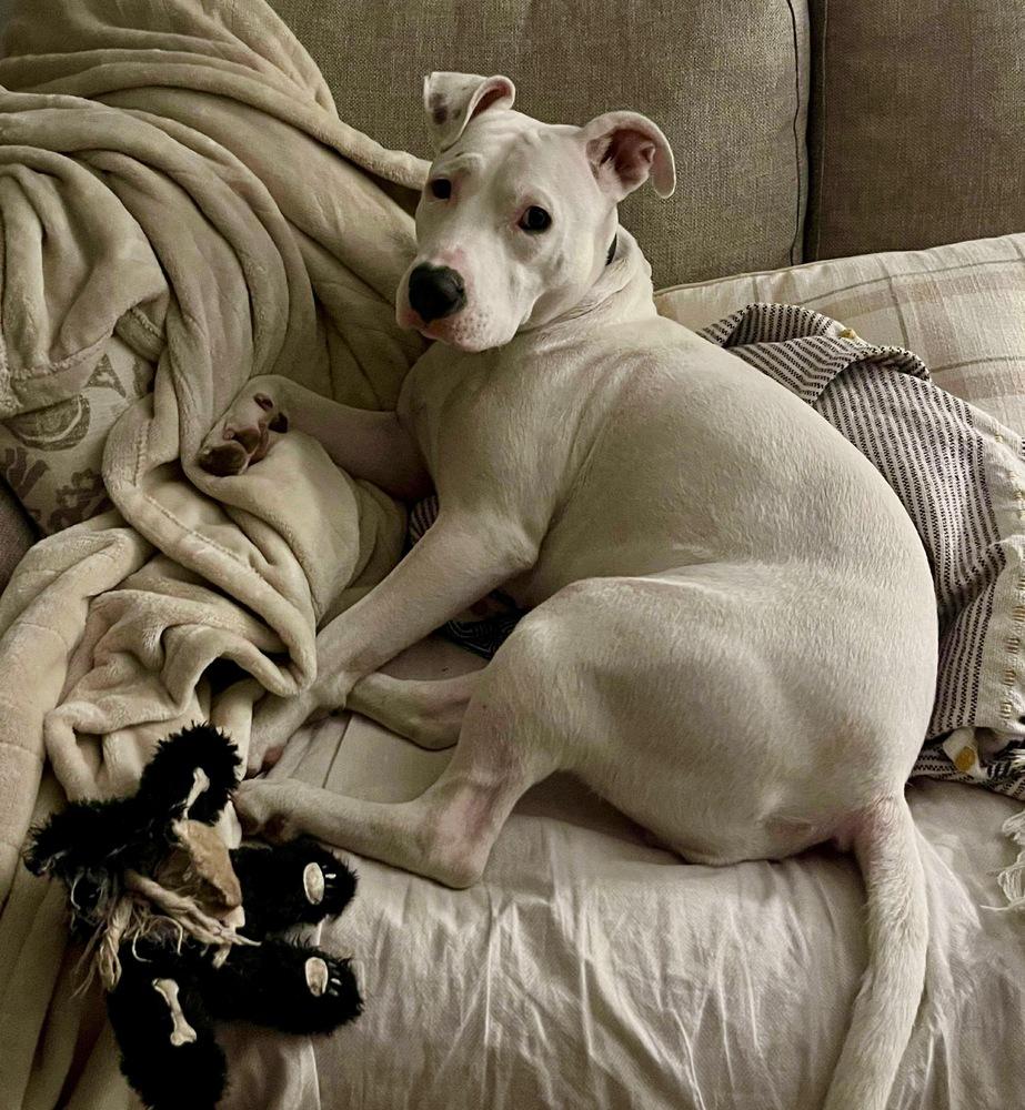 Enlarge Libby, a Adoptable mixed breed in Shawnee, OK image 2/6