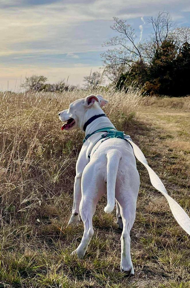Libby, Adoptable, Young Female Pit Bull Terrier.
