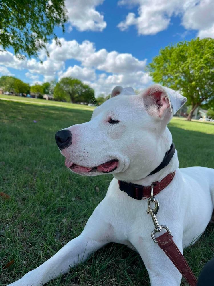 Enlarge Libby, a Adoptable mixed breed in Shawnee, OK image 1/6