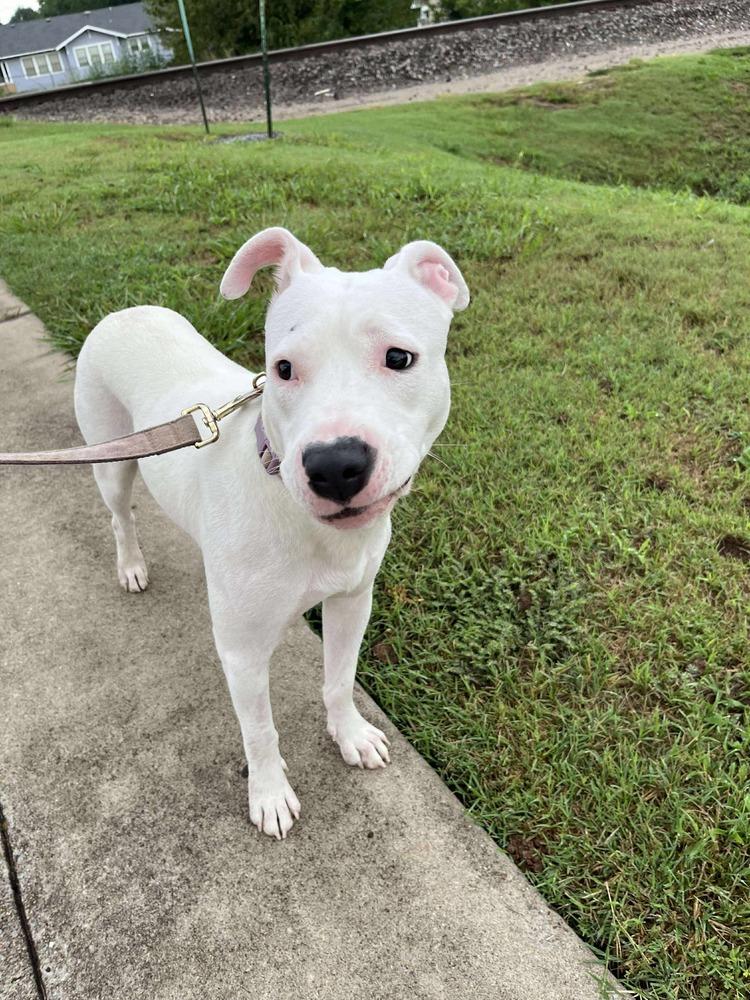 Enlarge Libby, a Adoptable mixed breed in Shawnee, OK image 5/6