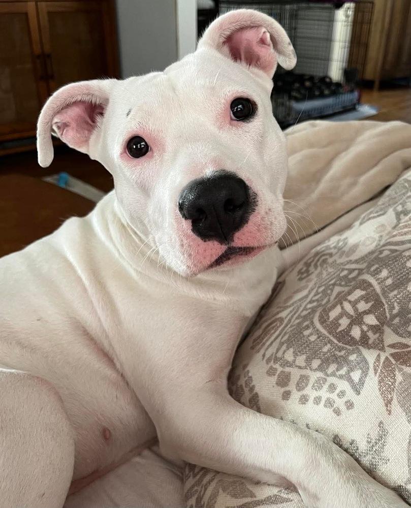 Enlarge Libby, a Adoptable mixed breed in Shawnee, OK image 5/6