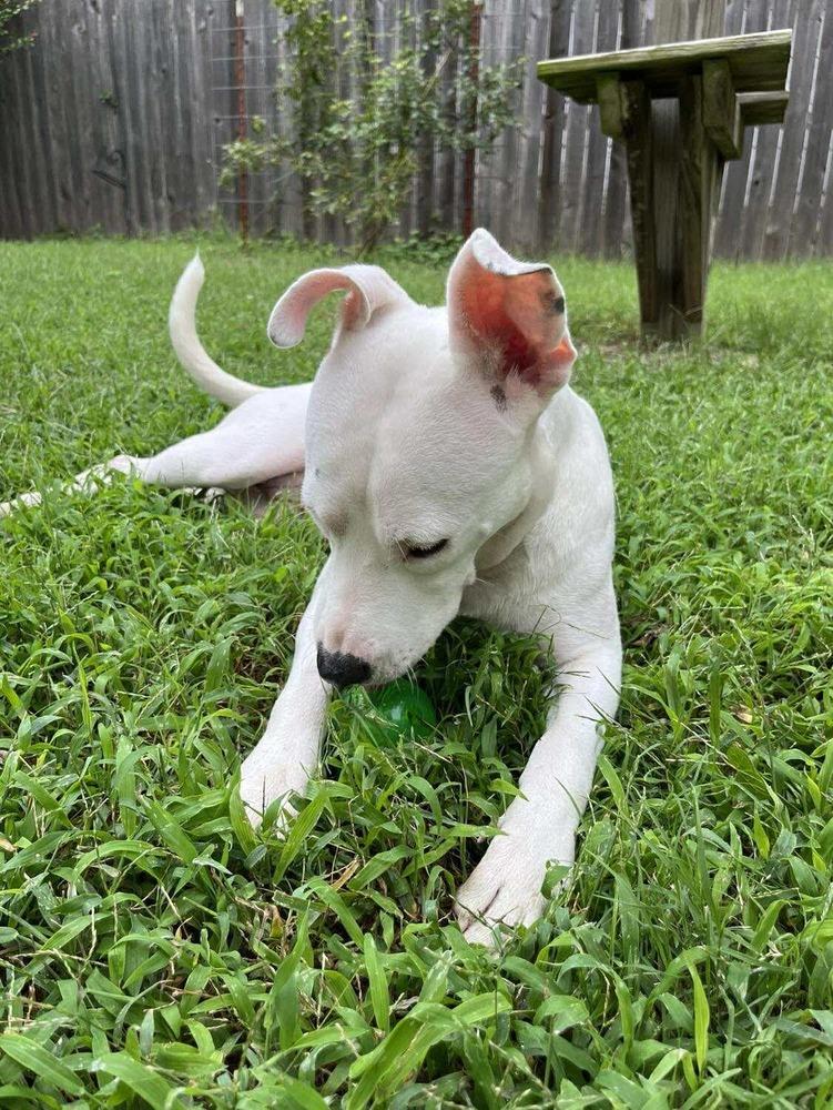 Enlarge Libby, a Adoptable mixed breed in Shawnee, OK image 6/6