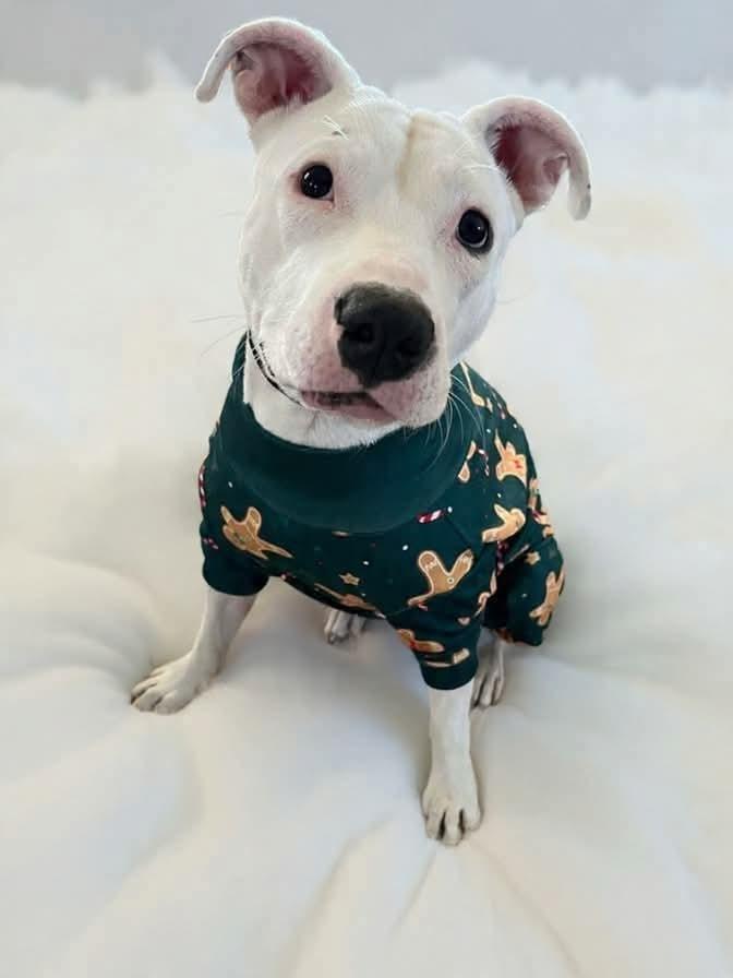 Enlarge Libby, a Adoptable mixed breed in Shawnee, OK image 6/6