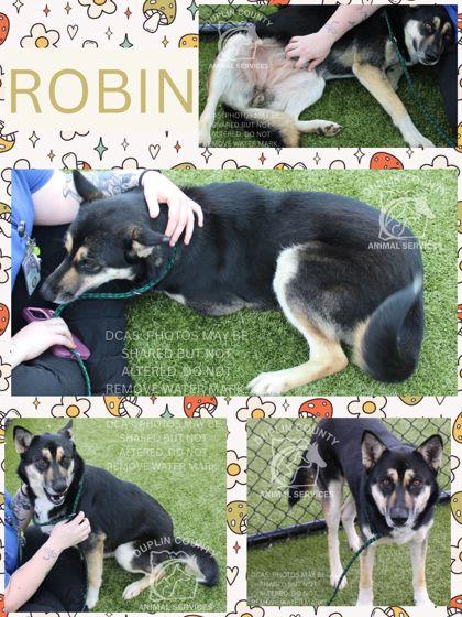 Enlarge Robin, a Adoptable mixed breed in Kenansville, NC image 1/1