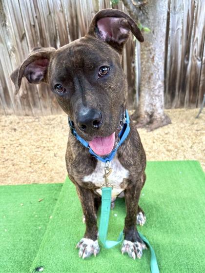 Curious George, Adoptable, Adult Male Pit Bull Terrier & Mixed Breed.