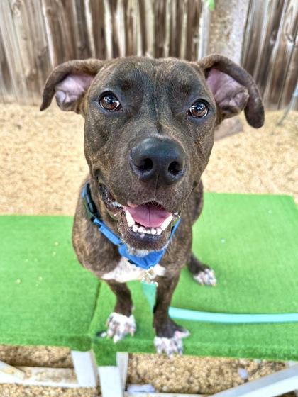 Curious George, a Adoptable mixed breed in Washington, DC image 2/3