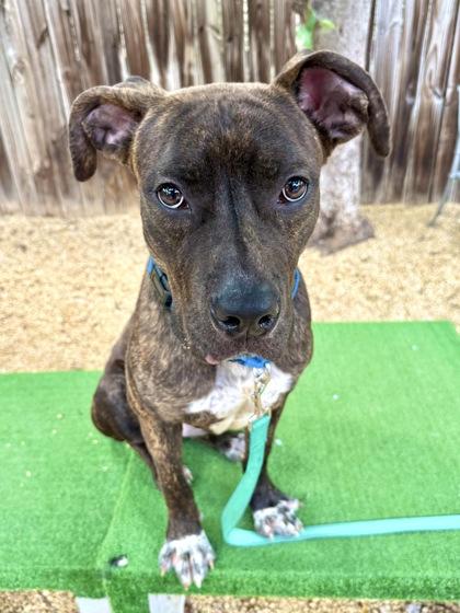 Curious George, a Adoptable mixed breed in Washington, DC image 3/3