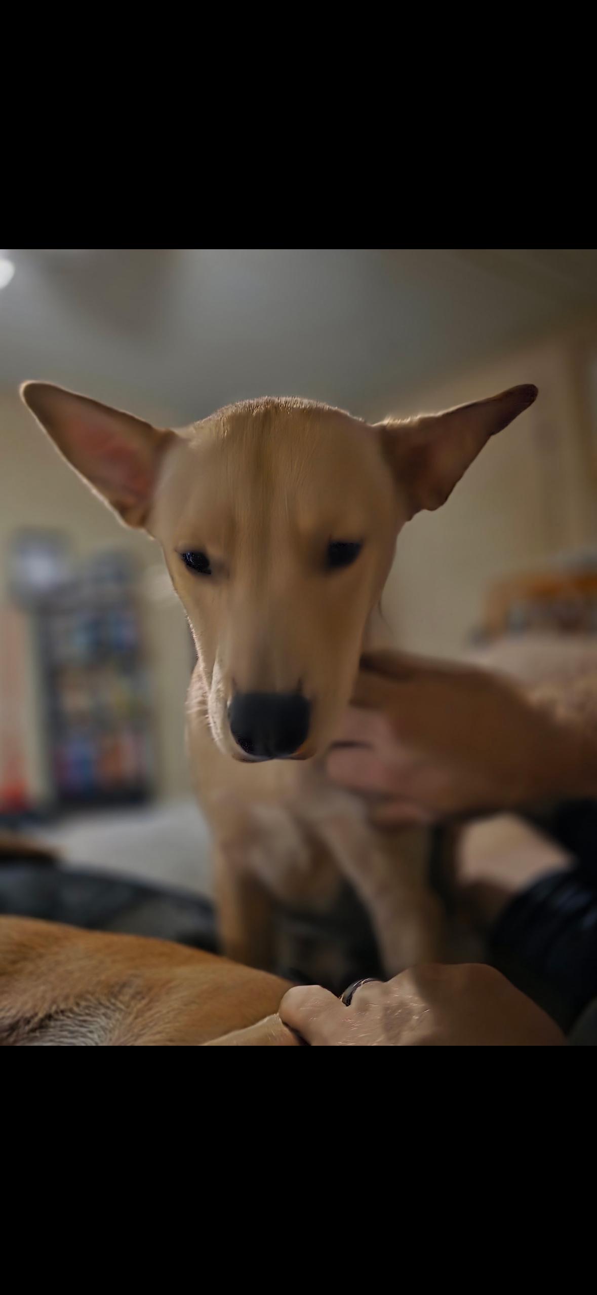Sam thumbnail 3