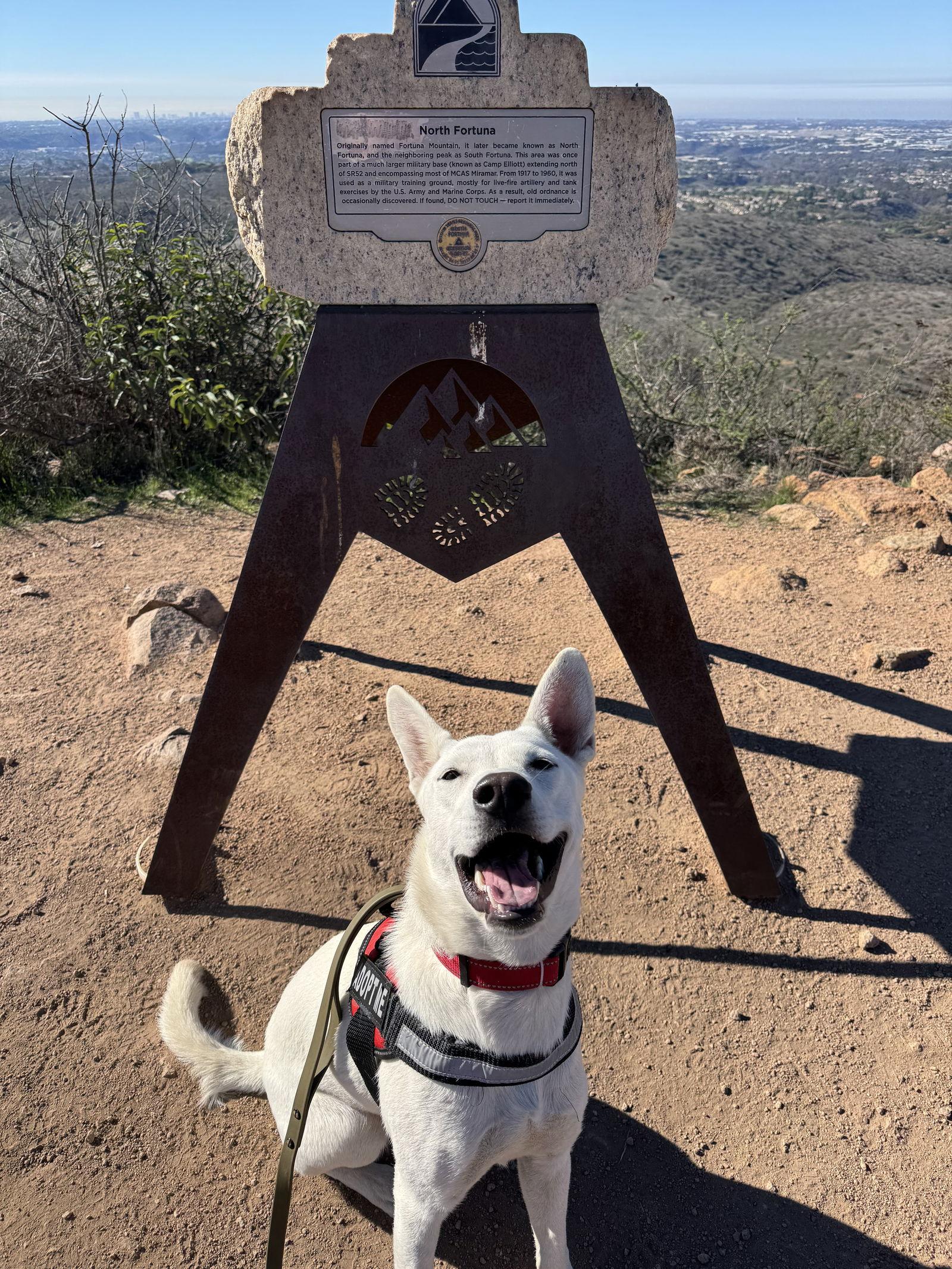 Gia, Adoptable, Young Female Shepherd.